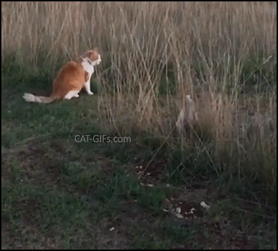 Funny Cat GIF • Tah-dah! Tiger cat likes to make an appearance using his front legs to push some tall grass Funny Cat GIF • Tah-dah! Tiger cat likes to make an appearance using his front legs to push some tall grass