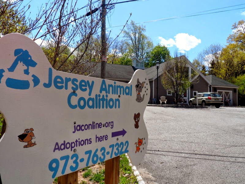 Essex County Place Update Jersey Animal Coalition Shelter to Close
