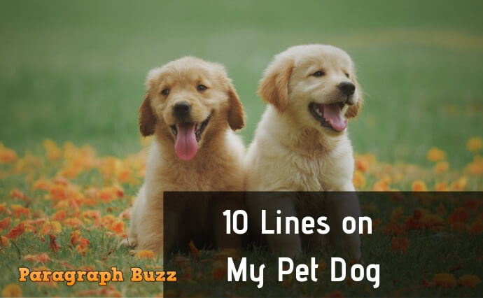 10 Lines on My Pet Dog in English – Paragraph Buzz