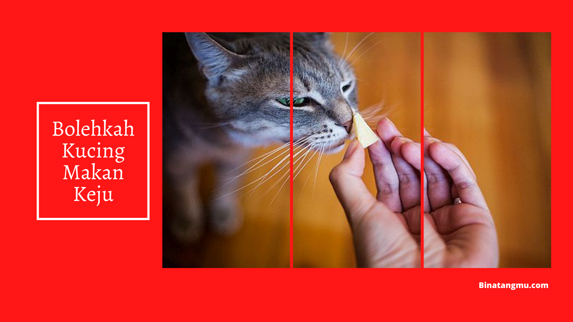 Bolehkah Kucing Makan Keju?