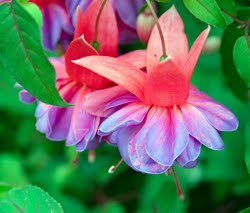 Fuchsia