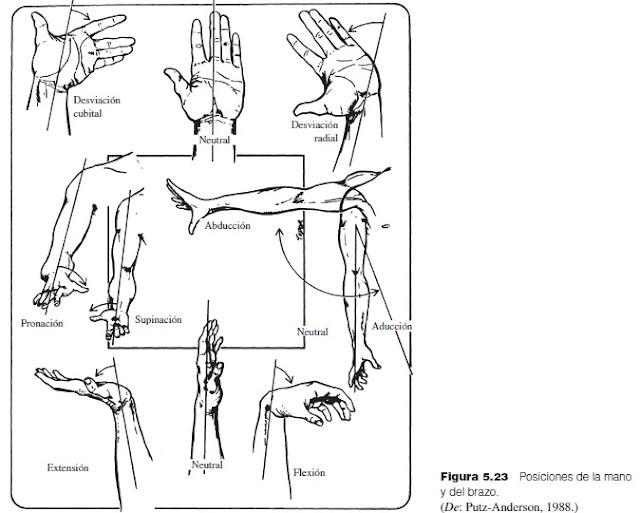 A könyökízület deformáló artrózisa 3 fok. A térdízület csontritkulásának okai
