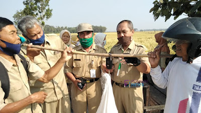 PT. Petrokimia Gresik dan Dinas Pertanian Pangan Kelautan dan Perikanan Kabupaten Purworejo Gelar Kegiatan Demplot P4 