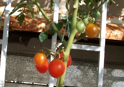 tomates balita