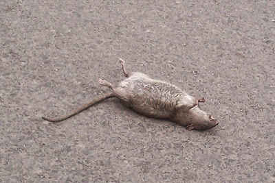 FreshRat