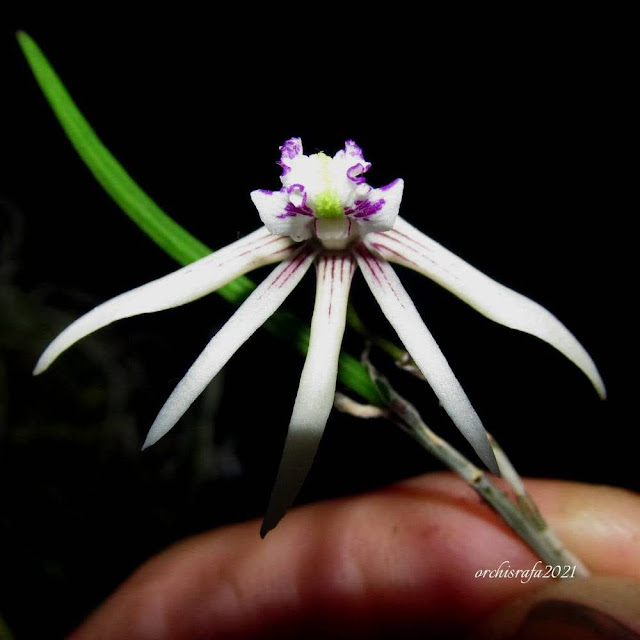 Dendrobium schoeninum