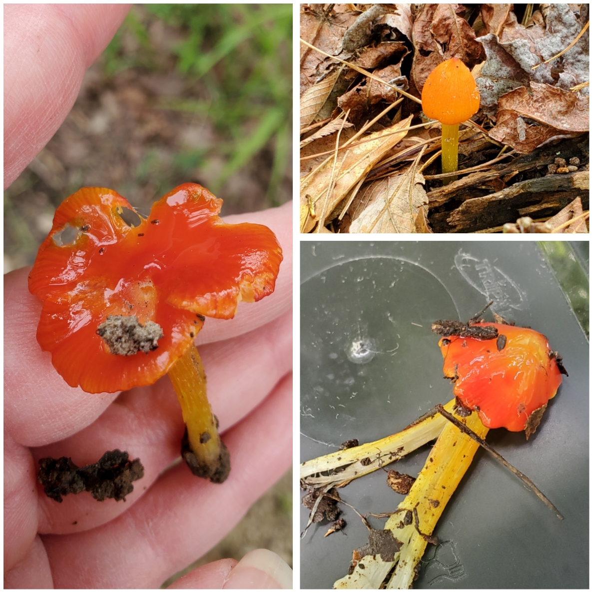 The Foraged Foodie How to identify cinnabar chanterelles edible