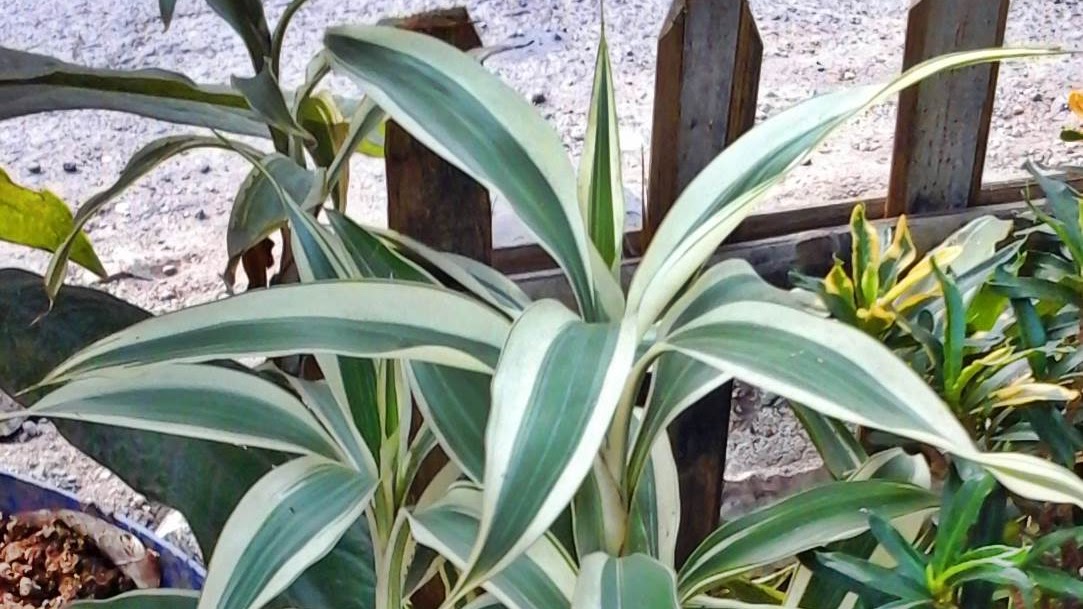 Tanaman Darat Untuk Aquascape Bambu Rejeki