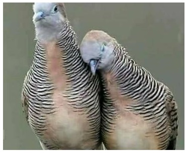Cara Membedakan Perkutut Jantan Dan Betina Peternakan Burung