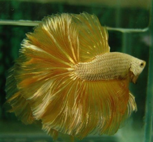 ikan cupang emas