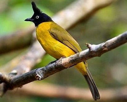 4 Kutilang Emas Jantan Dan Betina Dilihat Dari Bentuk Fisiknya