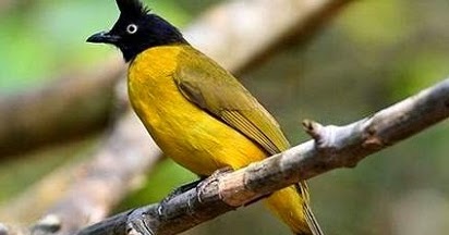 4 Kutilang Emas Jantan Dan Betina Dilihat Dari Bentuk Fisiknya