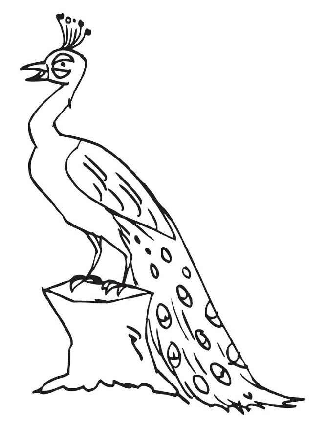  Gambar  Peacock Bird Sound Effects Efek Suara Burung  Merak  