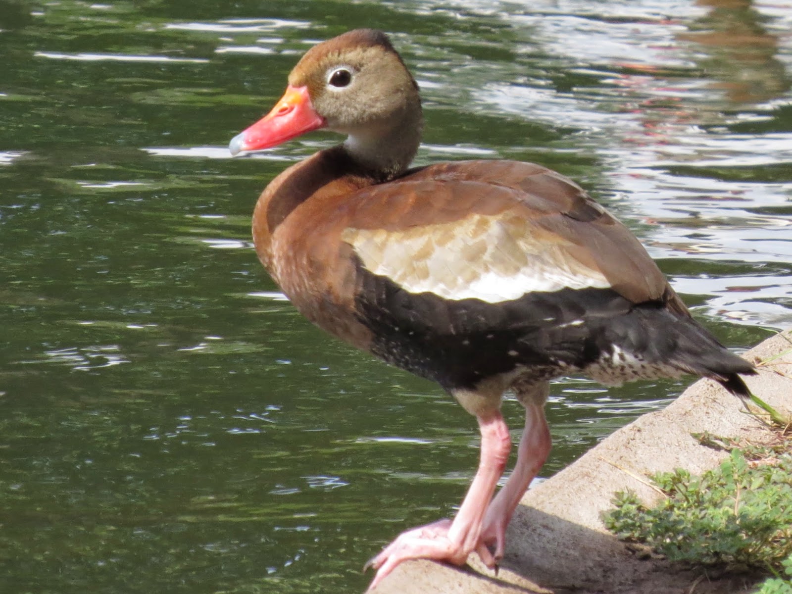SE Texas Birding & Wildlife Watching Ducks Again