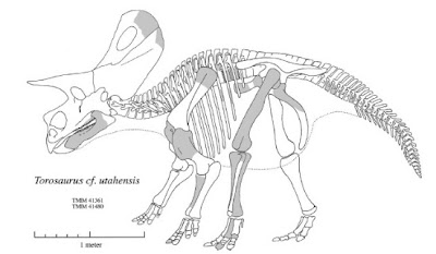 Torosaurus