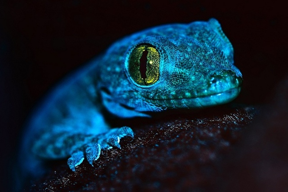 GECKOS photos - wallpapers.