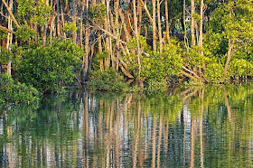 mangroves, river, reflection