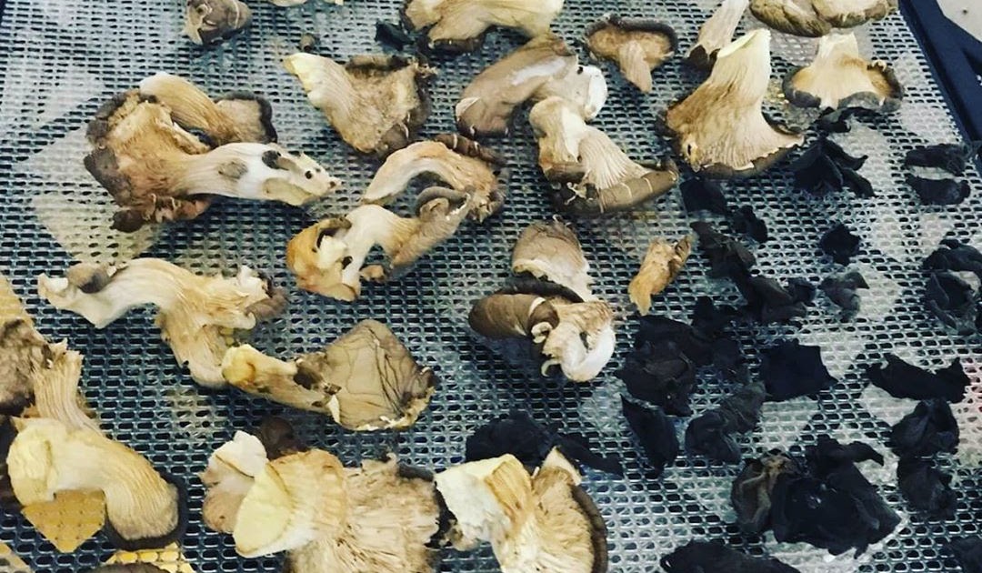 Drying mushrooms Biobritte mushrooms Biobritte mushroom shop