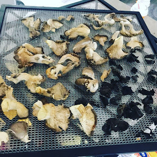 Drying mushrooms