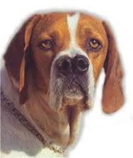 Cnc Phoneshop Jenis Jenis Anjing Ras Di Dunia