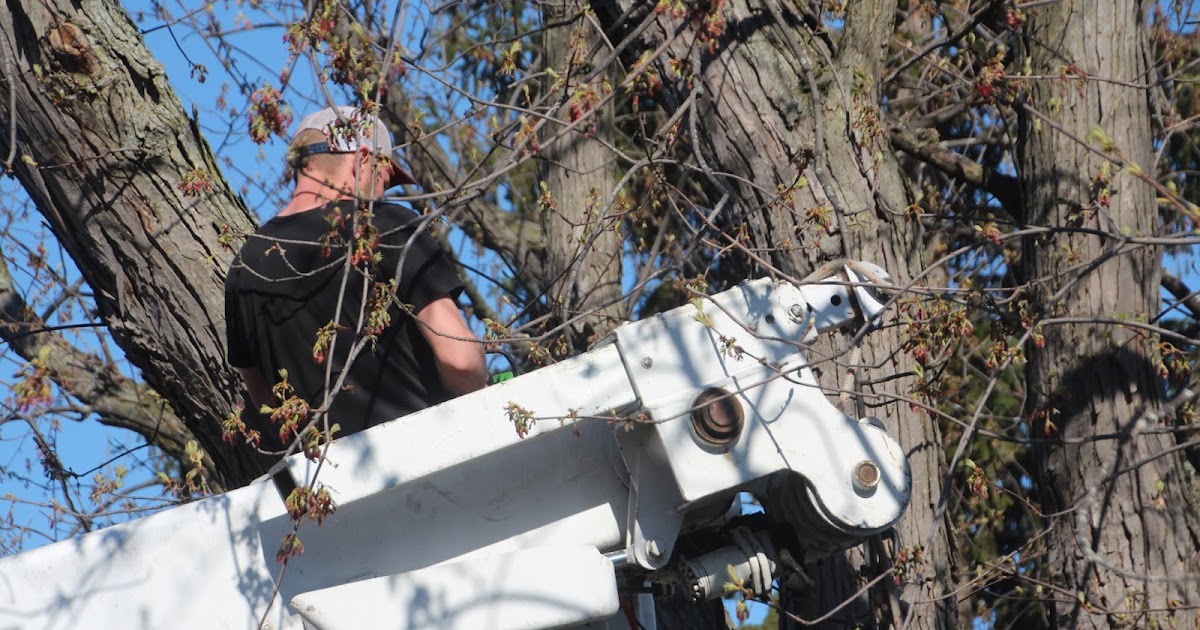 VISUAL SAINT PAUL Tree. . .Be Gone 2