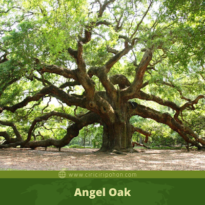 Angel Oak