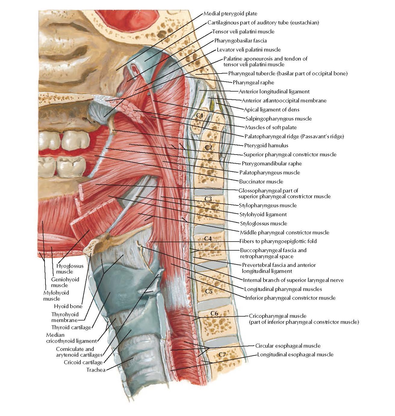 middle pharyngeal constrictor thyroud cartilage middle pharyngeal constrictor thyroud cartilage