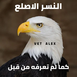 النسر الاصلع  الامريكي  amarican eagle