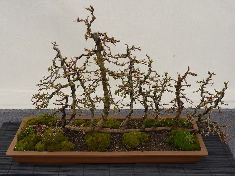 BonsaiFotoAusstellung: HAI-YAMA-TEN 2014