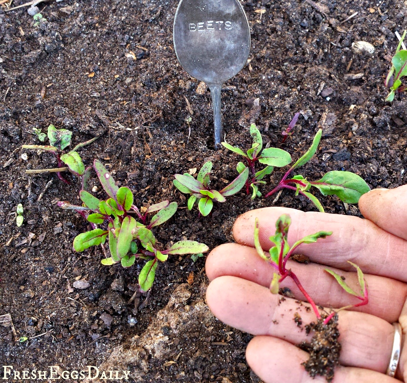 Thinning Seedlings and Vegetable Plants Share the Bounty