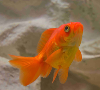 Goldfish Mating: How do goldfish mate? How are fish born? Are goldfish livebearers Goldfish Mating: How do goldfish mate? How are fish born? Are goldfish livebearers