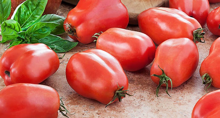 San Marzano paradajky
