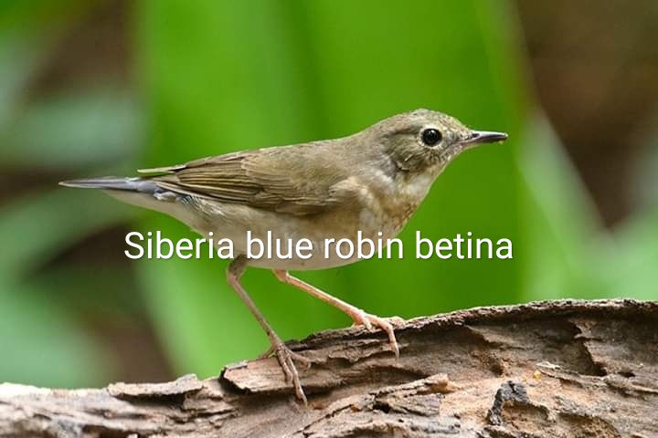 Siberia Blue Robin Atau Brekecet Siberia Tips Dan Bisnis Seputar