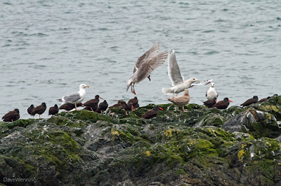 Black Oystercatchers and Gulls