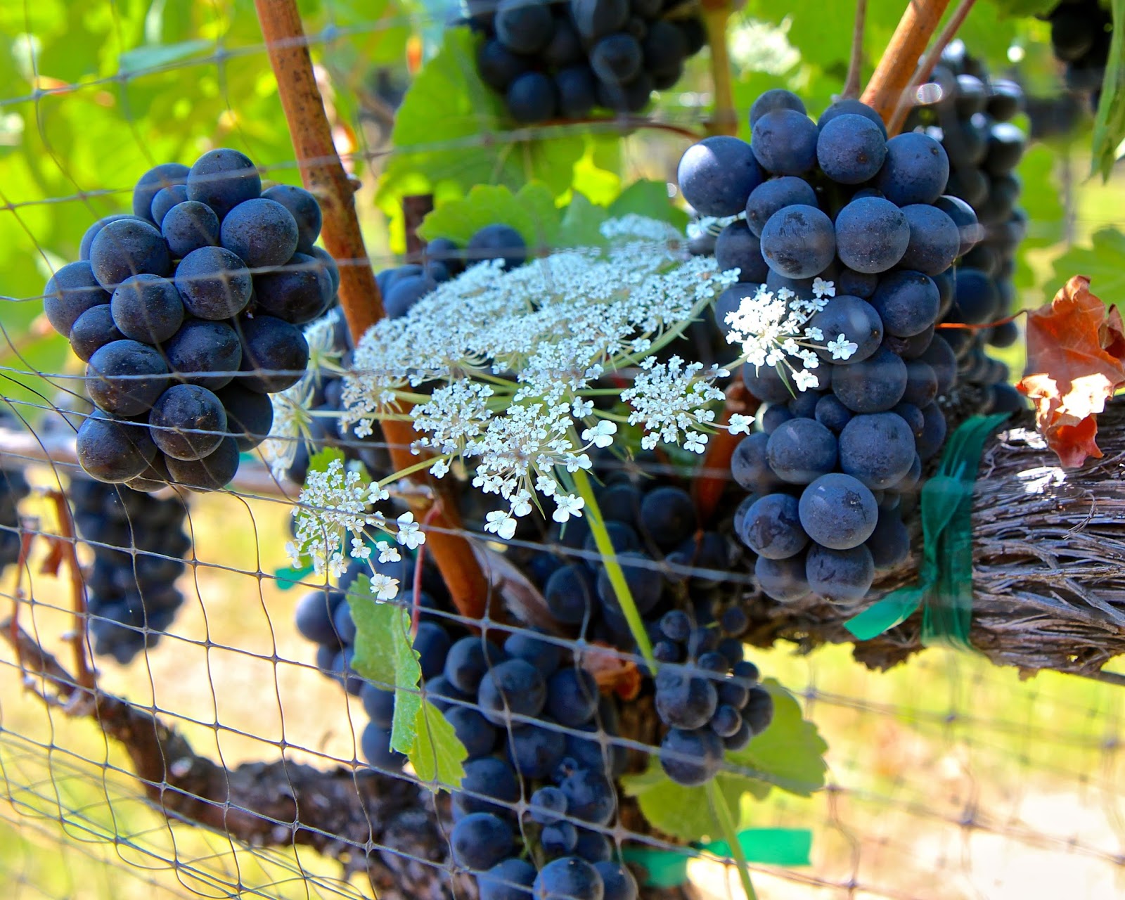 Getting down to seeds and stems at 2018 World of Pinot Noir