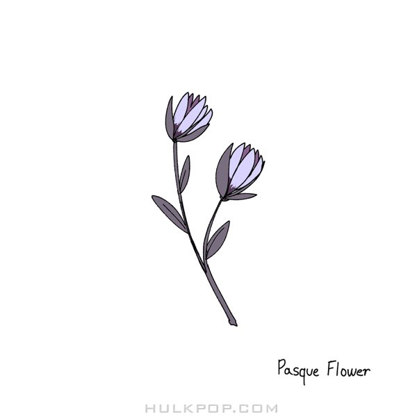 illionoah – Pasque Flower – Single
