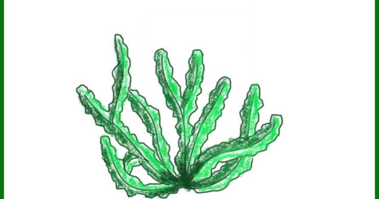 Best Drawing Of Algae Useful for