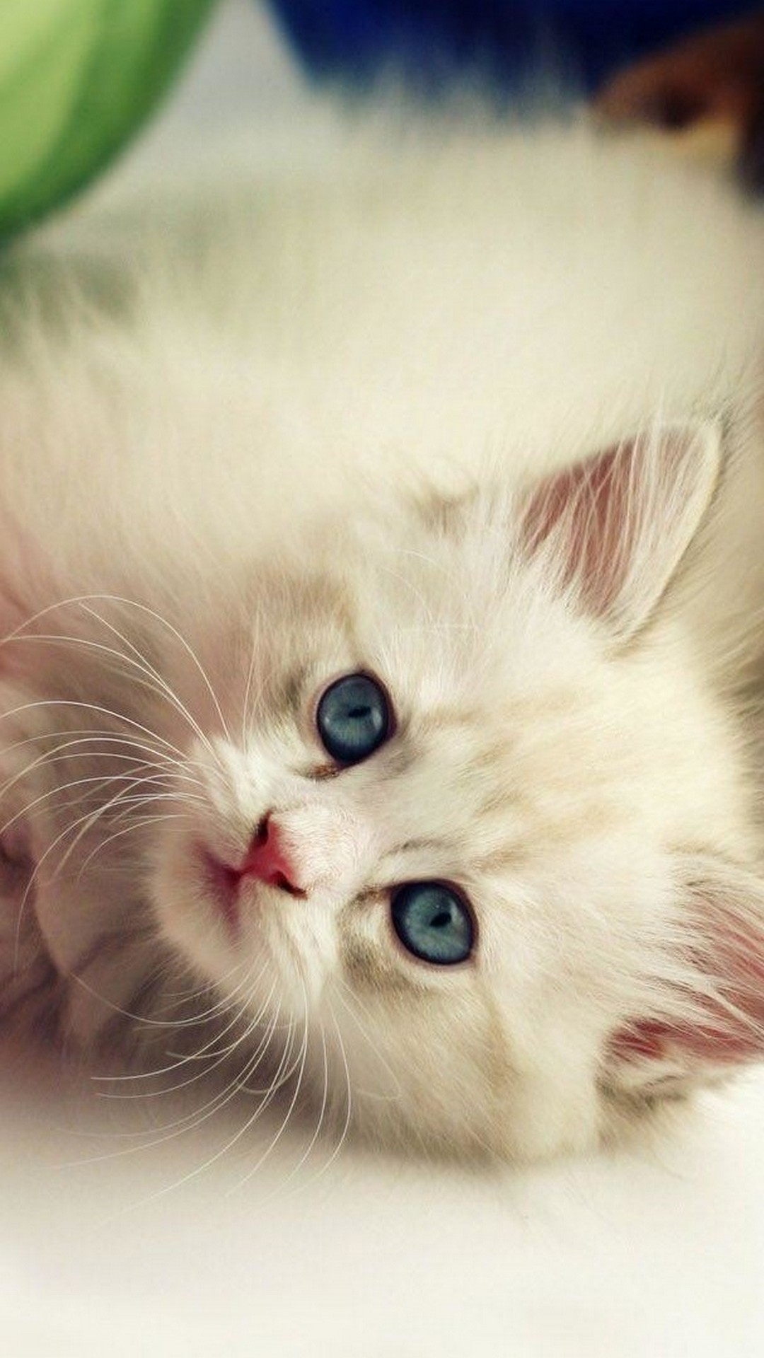 Cute Kitten iPhone Wallpaper