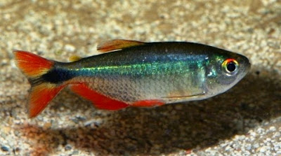 Tetra de Aleta Sangrante Tetra de Aleta Sangrante