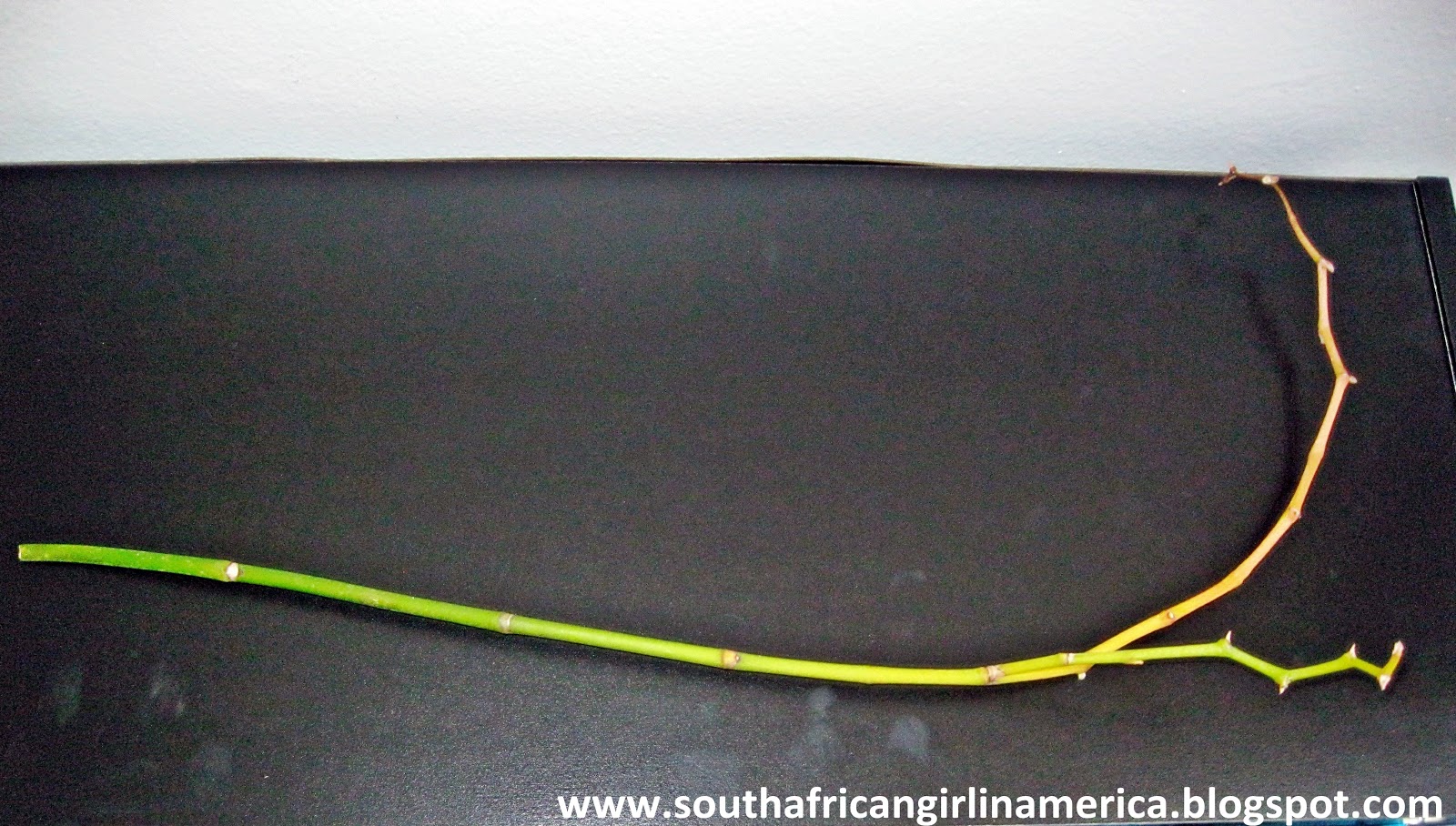 What To Do When An Orchid Loses Its Leaves at Fernando Crawford blog