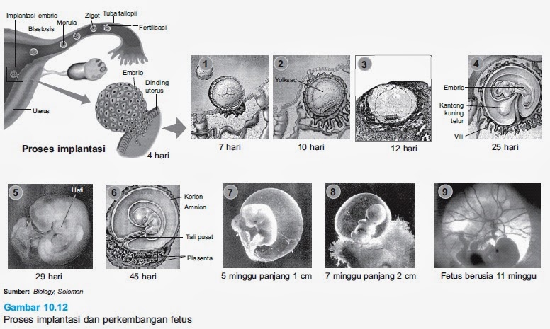 Tahap Perkembangan Embrio 