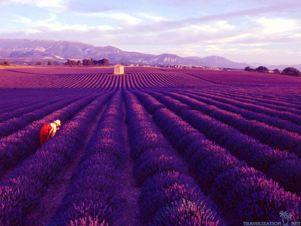 >: Lost in the Lavender