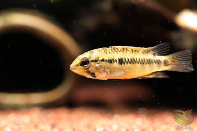 Apistogramma sp. Pacman