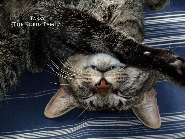 Tabby colored cat sleeping and smiling