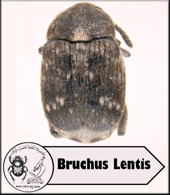 خنفساء العدس Bruchus Lentis