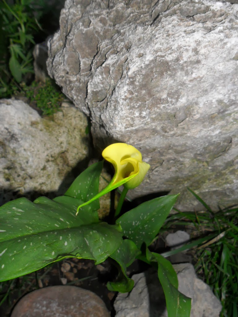 Natalia LevisFox and Fast Solutions Do Dogs Eat Flowers?