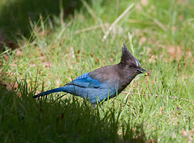Photo of Steller's Jay in the grass