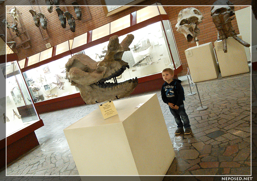 Палеонтологический музей