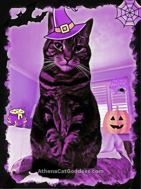 cat in a Halloween hat