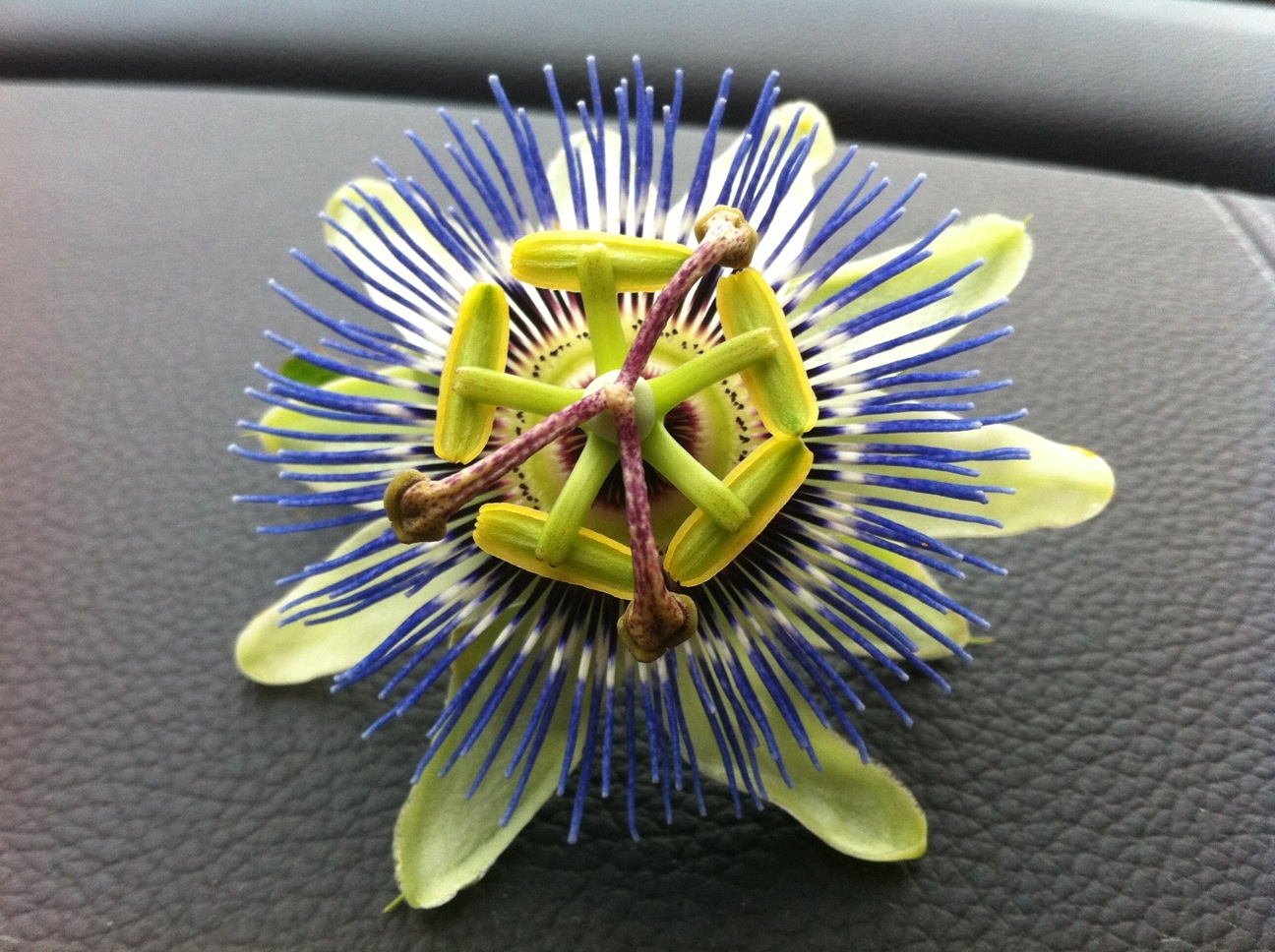 Braids & Baguettes Crazy Flower!